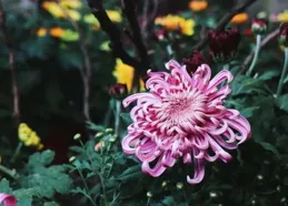 詩詞中有「菊花」或者描寫「菊花」的，有哪些？