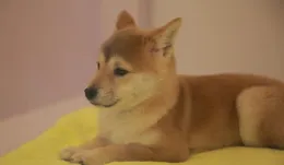 有沒有一個瞬間，你覺得你的寵物就像是你親生的孩子？