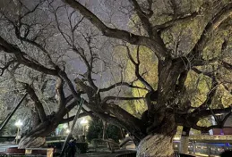 大家春節假期準備去哪裏玩？