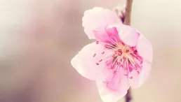 鴨嬉梅綻，去春天浪漫的約會