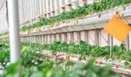 新春「趣」采摘，共享甜蜜「莓」好時光！