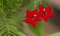 2025年事業好，愛情甜，沒煩惱的四個星座，福氣不小