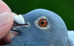 曾夢想仗劍走天涯，卻發現手機忘在家……為什麽有人是「路癡」？