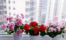 陽台盆栽界的「王者」，花美如玫瑰，春天開到深秋，養護還簡單