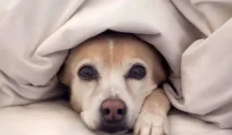 你在什麽時候最心疼你的寵物？