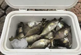 你都吃過哪些市面上很少見，不常吃到的海鮮？