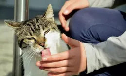 貓經常坐在院子中間，偶爾舔舔身上的毛，然後坐在那一個下午，它坐在那幹什麽？