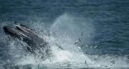 智利男子被座頭鯨吞下後又被吐出