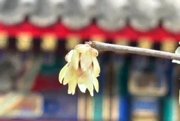 臘梅幽香報春來