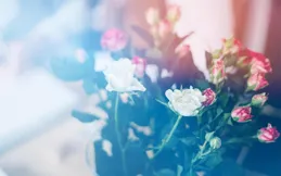 吵架後，會主動低頭的三個星座！