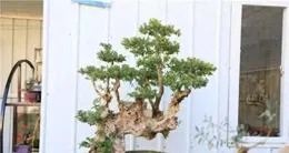 一個90後盆景愛好者的癡迷與堅持