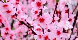 從2月開始，這四大星座的桃花要盛開，會情深意濃，幸福美滿