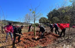 第47個中國植樹節，廣東這樣「植」此青綠