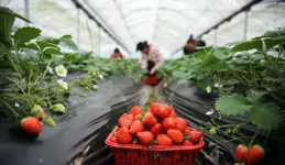 去草莓園采摘一筐30元！網友們真是各顯神通啊！