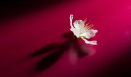 10首元曲寫春天，如此清新優美