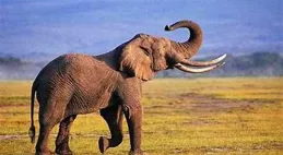 為什麽你的建議明明是「對」的，但是老板就是不聽？