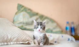 【盒子裏的貓2】拿捏「反雞娃」精髓，陳赫擺爛式育兒實作彎道超車