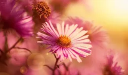 莊子三條魚，點破現代人三大困局！讀懂的人早已活出高級感