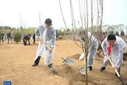 共赴綠色之約——湖南義務植樹速寫