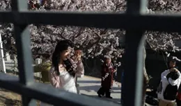 北京進入「賞花時間」
