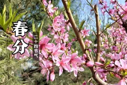 「春分不養陽，一年都白忙」，3月20日春分，別忘吃三樣，做三事