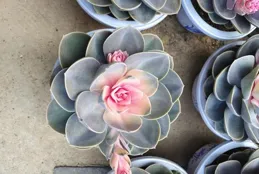 花苗「騙局」大合集揭秘，你都中過哪些招？