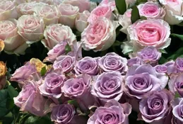 余香這首歌表達的意思