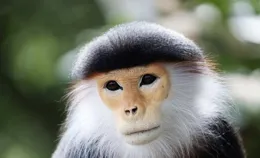 （外代二線）新加坡：亞洲雨林探險園開園