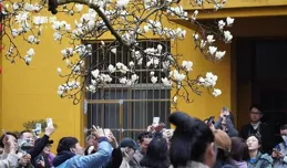 杭州法喜寺500歲玉蘭雨中綻放別樣美，有人專程上海趕來：淋雨值了