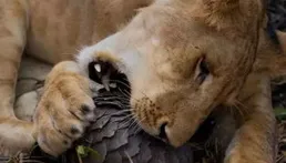 「棄毒從善」？為什麽哺乳動物很少有毒？