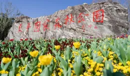 2025崇明花朝節浪漫啟幕！邀你共赴花事之約！