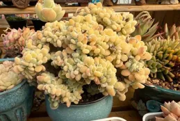 等一個春，等一份春意