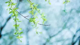 春雨，歡了誰的流年，春風，涼了誰的初見