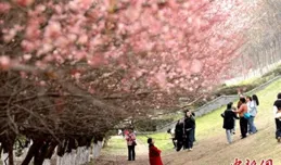 西安梅林花開引市民打卡