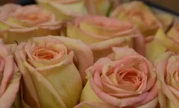 最狠的狠人真相，跪著掙錢不丟人，丟人的是跪著還掙不到錢