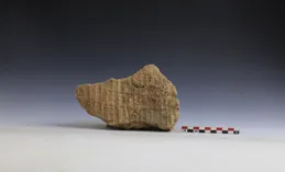距今7800年的陜西新石器文化，不是距今9000年的裴李崗文化的源頭