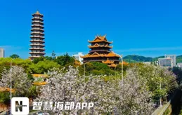 3萬多株！榕城行道樹，這個樹種最多