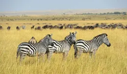 四重蛻變：曾國藩從聖人執念到官場智慧的終極轉身