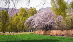 【青海線上網·散文】十裏梨花，落盡繁華