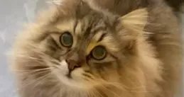 如何評價圓頭耄耋死了？