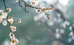 梅語·春信 你聽過梅花落下的聲音嗎？