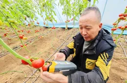 科技賦能，北京蔬菜產業高品質發展再添新動力