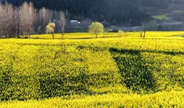 羊木鎮油菜花海即將絢爛綻放，誠邀大家共賞春色！