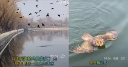 在後海被烏鴉圍攻又被愛心人士救起的貓頭鷹，如今怎麽樣了？