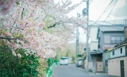 奈良櫻花私藏路線，千年古寺與萌鹿共築最溫柔的春天