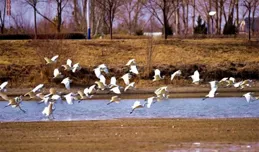 隴拍客丨臨澤流沙河：白鷺嬉春 生態畫卷正舒展