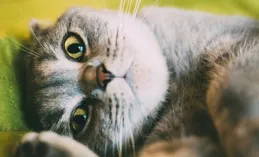 養貓過程中，你遇到過最讓你頭疼的貓咪問題是什麽，又是怎麽解決的？