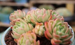 雲南養多肉，不用花錢買，去多肉基地轉一轉，隨手撿一大包