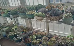 浙江一女子窗外種滿「郁金香」，拉開窗簾就是一幅畫，太羨慕了