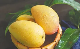 文化周刊 | 海南水果的國際「朋友圈」